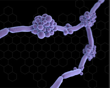 candida in urine