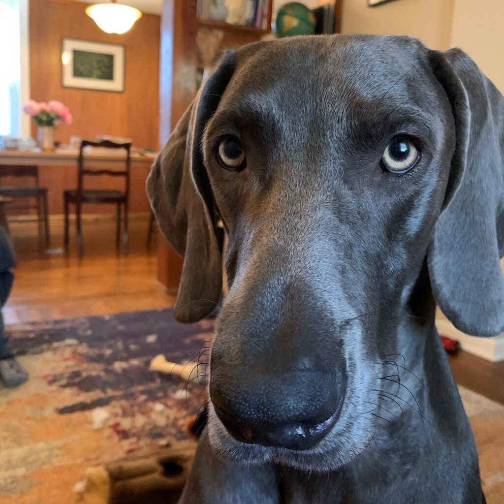 photo of a black Weimaraner dog's face. 