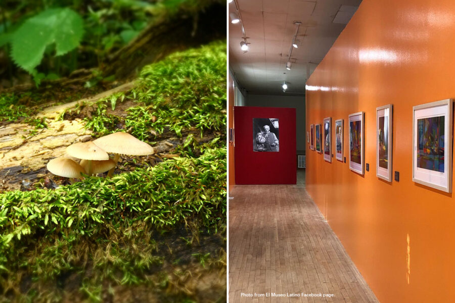 Side by side photos&period; On the left&colon; Tree stump with mushrooms growing on top of it&period; On the right&colon; Interior photo of El Museo Latino&period; Photo from El Museo Latino&apos;s Facebook page&period;